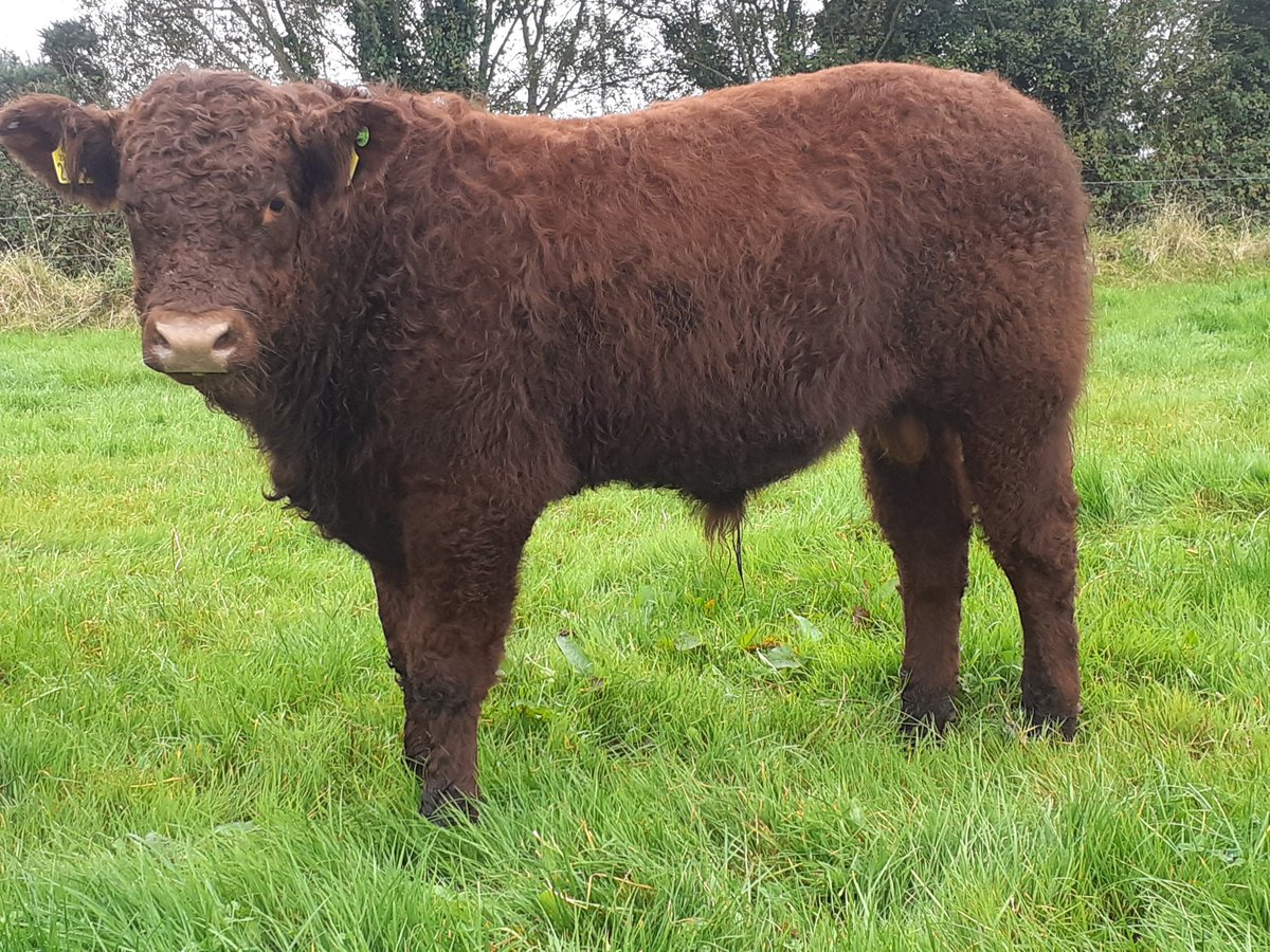 KirraneDavid's tweet image. Three 8mth old Montesqieu sons the pick of this years young bulls 2 are heterozygous polled 50% of their progeny will be polled. These are well shaped Salers bulls with plenty of milk in their pedigree @doveagenetics