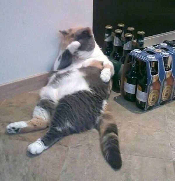 DontShowYourCat's tweet photo. hungover https://t.co/eR0Vg1KoUn