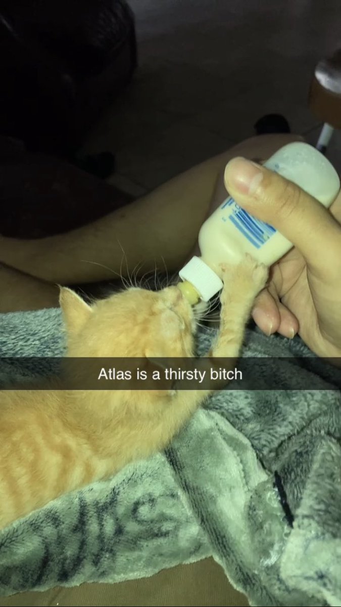 dannybermea's tweet photo. You were only in my life for a few weeks but you meant the world to me Atlas. I know Grandpas got a new furry friend in heaven to keep him company now. Love you baby ❤️ https://t.co/Aio1lgcgxL