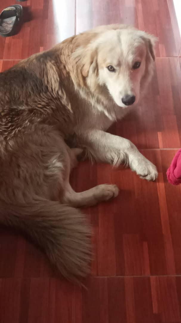 Tamarapazmi's tweet photo. Este chico fue hallado en farmatodo los teques, Miranda. Lo bajaron de un carro y lo dejaron allí. Está bajo resguardo y se da en adopción. Da RT para ayudarlo a conseguir un buen hogar. Tlf 0412 0190222 https://t.co/5Shwp46LiM