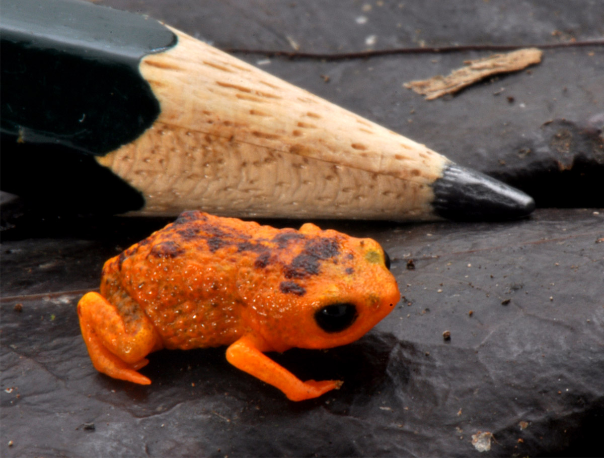 Quanta magazine on twitter the bright orange amphibian called a