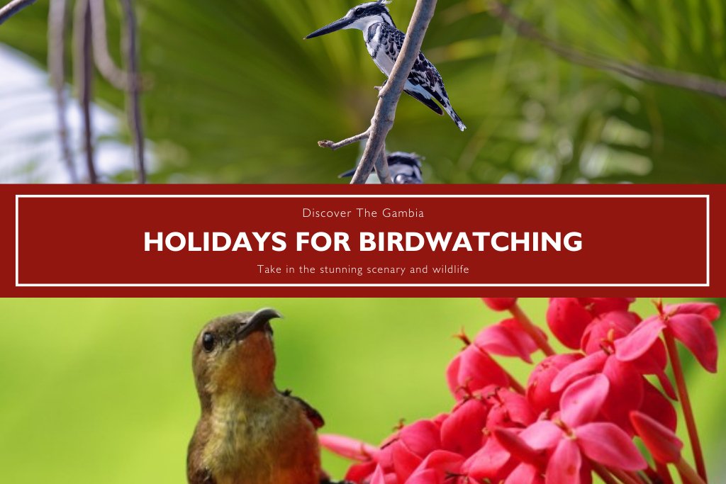 The Gambia provides some amazing opportunities for birdwatching. With 540+ species and everything in relatively close proximity, you don’t have to travel far to see some fascinating birdlife. See our best hotels to visit to get the most out of your visit. bit.ly/3dFjR7A
