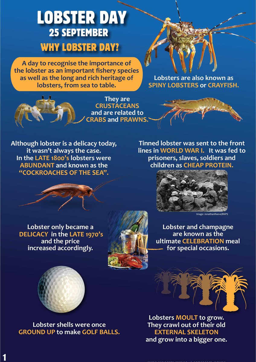 Lobster Day #lobsterday Such amazing animals. Download this fact sheet we created to learn fascinating facts about these unusual creatures. And think twice next time you order a lobster thermidore! @saambr @2OceansAquarium @ColBodenstaff 
saambr.org.za/wp-content/upl…