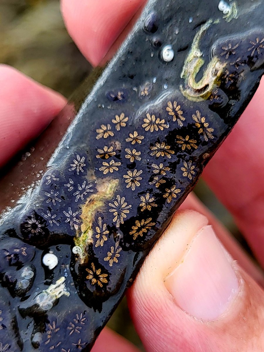 Star Ascidians (Botryllus schlosseri) - small colonial tunicates that filter their food from surrounding waters. Each 'arm' is an individual and the Star shapes are small colonies. Often predated upon by our local Cowrie species - Trivia monacha and Trivia arctica.