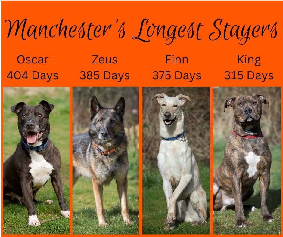 Please retweet, these are the longest stayers currently at #Manchester Dogs Home #UK Not much interest at all in any of these poor chaps. If you can help please check their pages 💔 dogshome.net/dog-for-adopti… dogshome.net/dog-for-adopti… dogshome.net/dog-for-adopti… dogshome.net/dog-for-adopti…