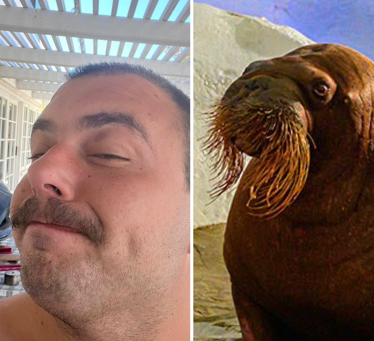 NotAShowPod's tweet image. Recording today! Ask us questions/enjoy Tom’s new walrus ‘stache