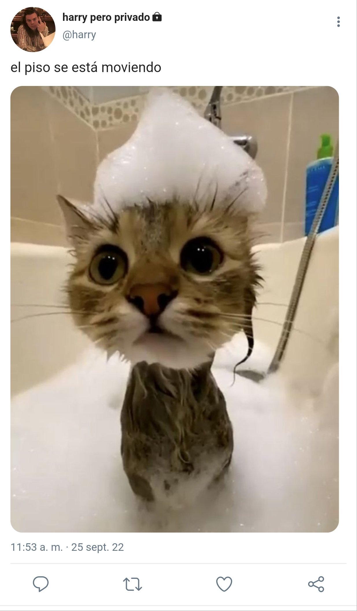Смешной мокрый кот