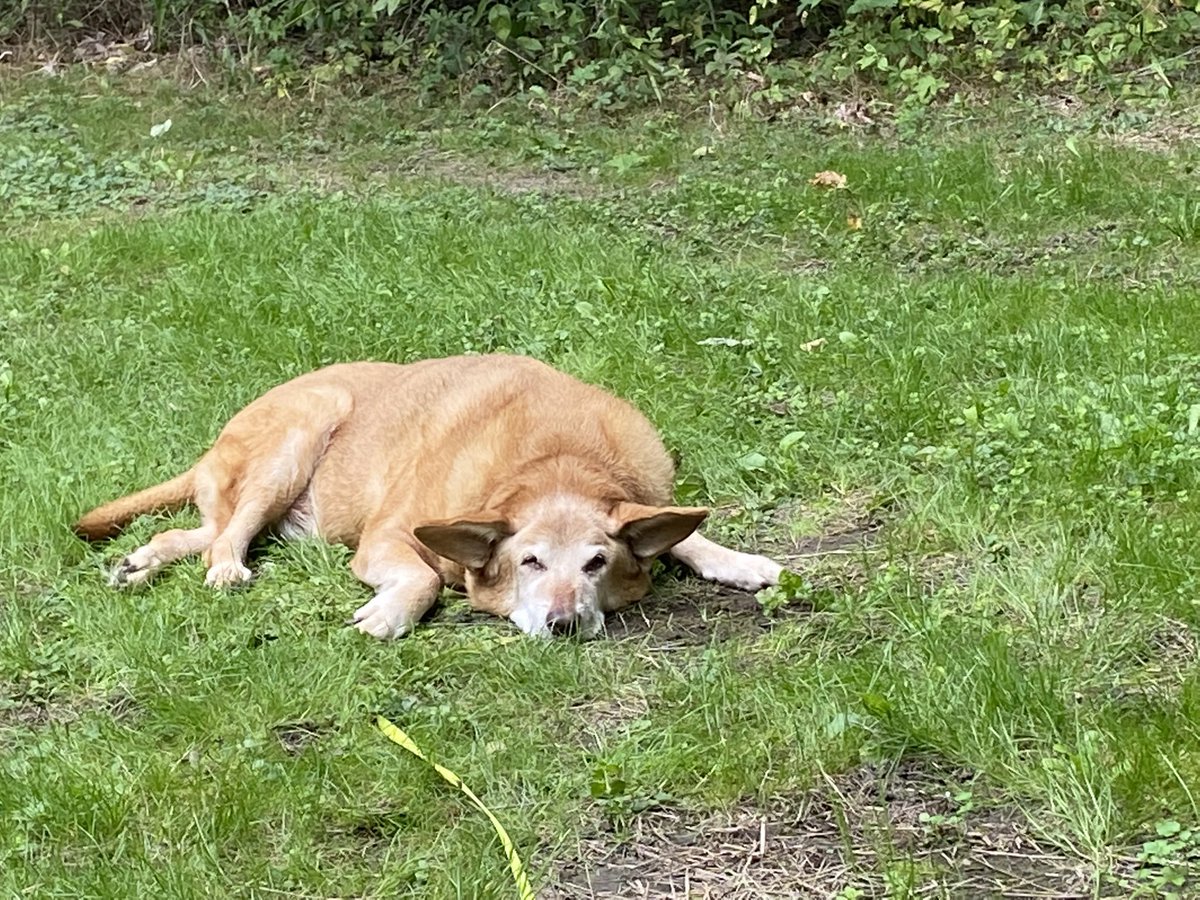 To my pupper loving friends I have to sadly announce that Buddy, who had not been well for a few weeks crossed the 🌈  bridge yesterday. He was 16 years old and had been my partners best friend for almost his whole life. He is already sadly missed.