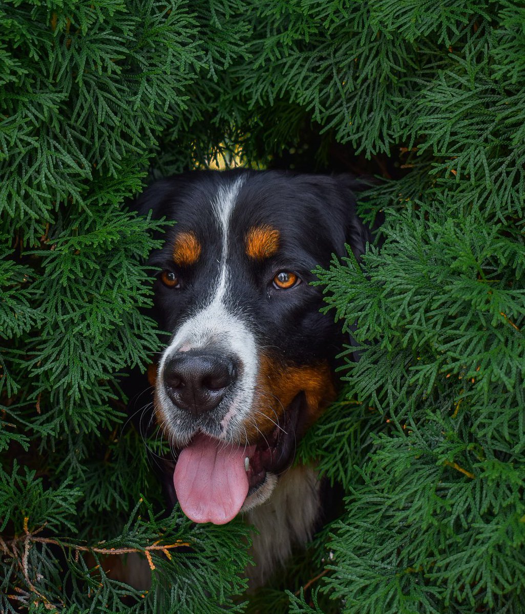 a_socialworld's tweet image. We always find ourselves hiding in bushes (literally)…
Where’s your favourite place to hide when out in public?
#Introvertlife #introvertproblems #introvertsolutions #introvert #publicplaces