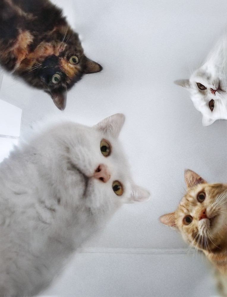 Carolin08456695's tweet photo. When friends told about PsyCatz😆 https://t.co/Cv9MY7PkNj