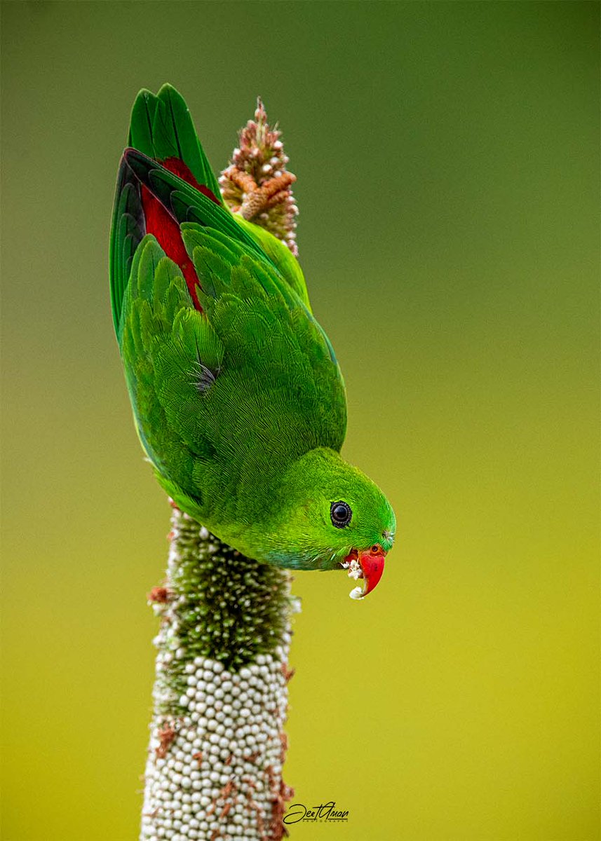 joinjeet's tweet photo. Vernal Hanging Parrot #bird #natureguy #Nikon #wildlifephotography #birding #TwitterNatureCommunity #Twitter @WildlifeMag #ThePhotoHour @Team4Nature @30DaysWild @BirdWatchingMag https://t.co/G9uJqXUYh8