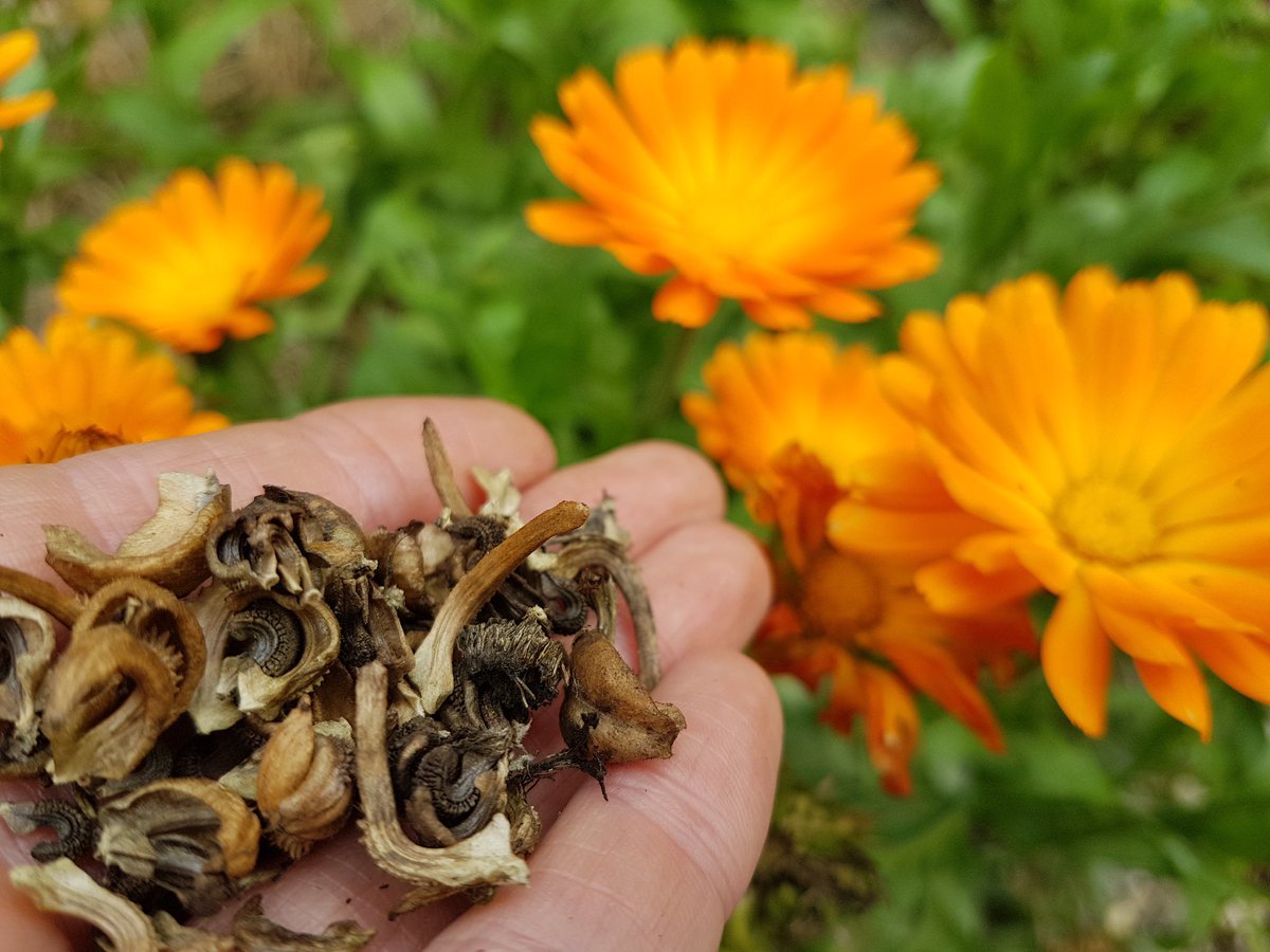 Kim Stoddart tweet media