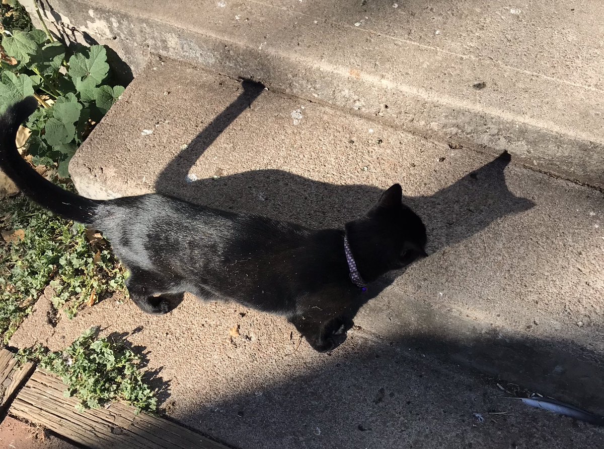 gemcitykittys's tweet photo. If I see my shadow today, does that mean 6 more weeks of Autumn weather? 🍁 I hope so, cuz around here we get snow in Sept. ❄️ In fact, snow in July at times. Maybe cats should get up a petition to Mother Nature about this. 😸 #CatsOfWyoming #CatsOfTwitter https://t.co/eGaUCd6r4T
