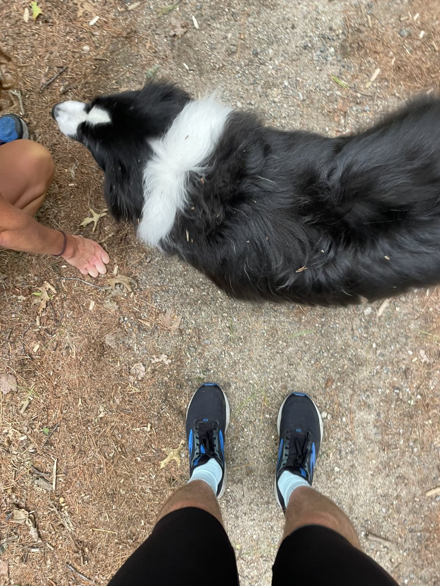 JWLevitt's tweet photo. Ran my strongest week since the spring but more importantly saw (and pet) a bunch of good dogs today. #manymorenotpictured https://t.co/26QRamf8O1