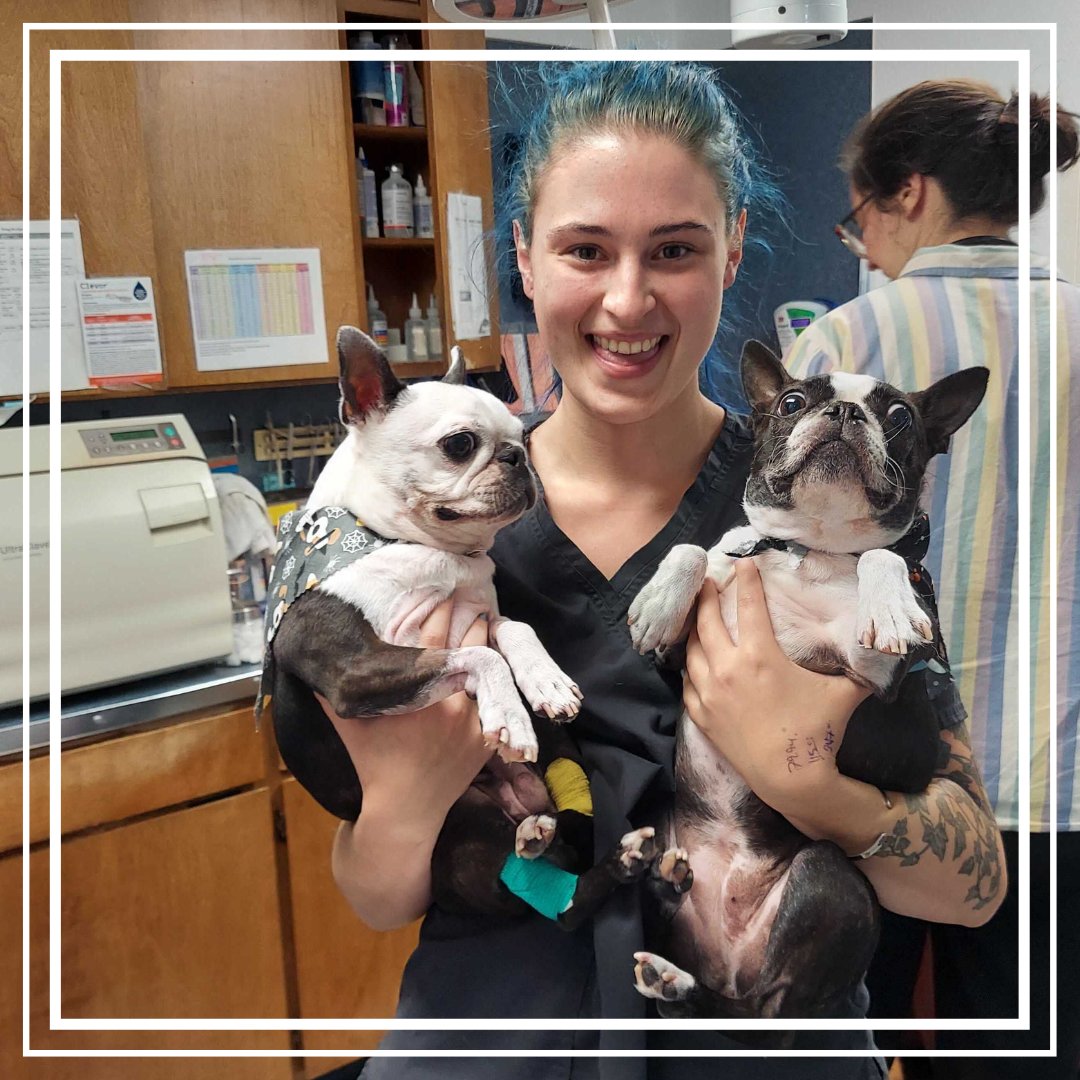 BothellPetHosp's tweet image. Arm full of fun! Happy Sunday! #bothellpet #bothell #dogsofbothell #weloveourclients