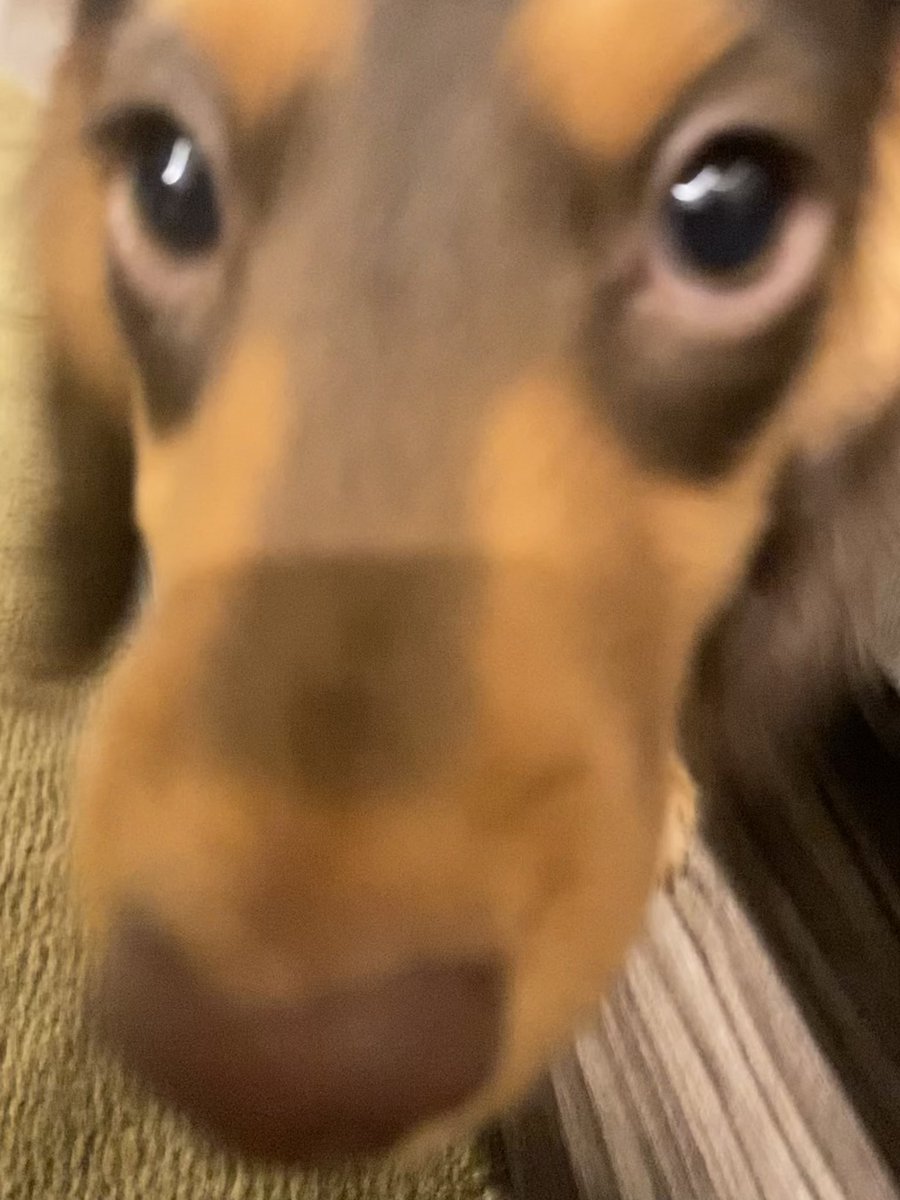 lilykdo's tweet photo. this is the ONLY angle i will be using to take pictures of my dog from now on https://t.co/9Dwd8Nthd9