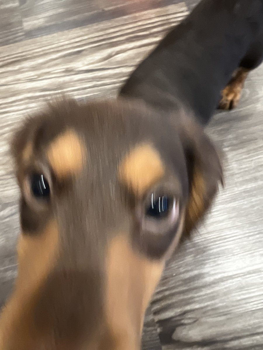 lilykdo's tweet photo. this is the ONLY angle i will be using to take pictures of my dog from now on https://t.co/9Dwd8Nthd9