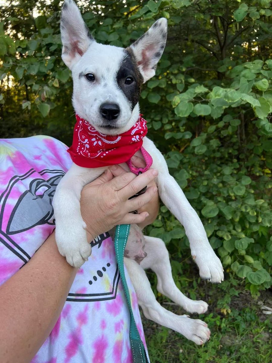 Petsmart0509's tweet photo. Check out Creekside Animal Rescue Inc during our Adoption Saturday, October 1st between 12p and 4pm. https://t.co/wkLJ86nJHt