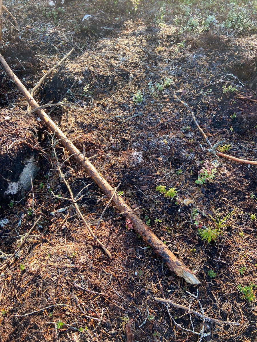 Exciting improvement in undergrowth in areas treated with BioRaiser at the Rautio forest fire area. An area with no treatment provided for comparison. #forestfire #carbonsink #environment