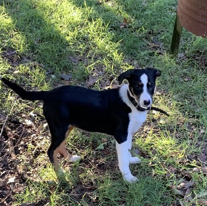 MonicaWebb1's tweet photo. Pip has joined our family of working farm dogs to help ease two of our old girls into retirement. Pip’s parents are champion competition border collies and she already shows her intelligence, personality and instinct. Watch this space for more on the adventures of Pip. https://t.co/udQYlRuVQa