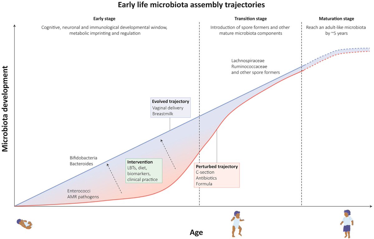 MeghanAzad's tweet photo. Where do baby's microbes come from? 👶🏻🦠
How can we learn from this ancient &amp; highly co-evolved process to help current generations grow up healthier?
Nice review from @hilary_browne @yan__shao @LawleyLab: https://t.co/MkA9inODZn https://t.co/9XBii3rx1C