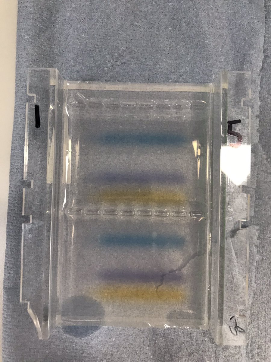 ss_vulture's tweet photo. We have DNA! and lots of it by the look of things. Stay tuned for interesting genomics work with African pouched rats (Cricetomys spp.) @RuthFestus4 @ecokate92 @polycarphope85 @PinkySaid_K @ApopoScience @RoVega_Biology @NRInstitute @NHM_London https://t.co/um0enKOuCB
