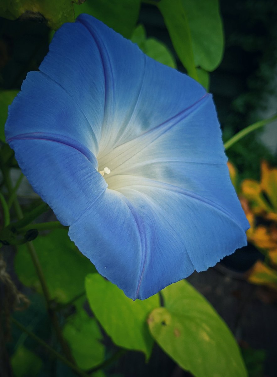 Lindsey💙 🇺🇦 tweet media