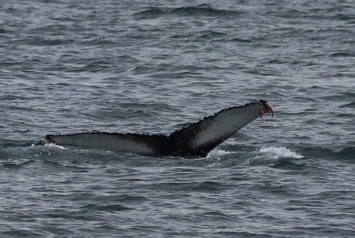 Barry Skinner tweet media