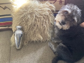 BrucioMcCulloch's tweet photo. My dog only knows one trick - but its a good one - he can make a martini.. https://t.co/pwWPNULW8F