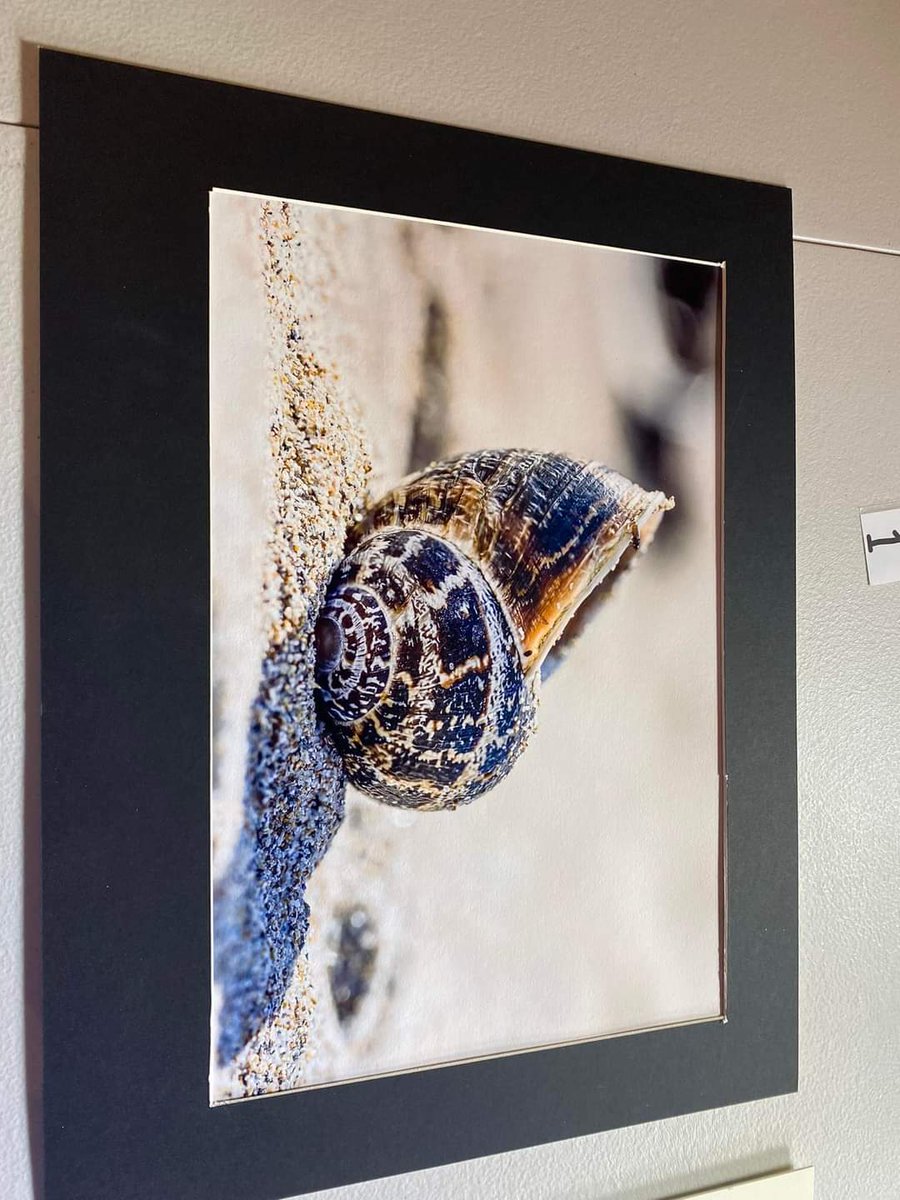 BuncranaCamera's tweet photo. At the start of each month, the club chooses a theme and then has a competition based on that theme where members bring in photos taken during the month. This month's theme was macro. See attached some of the member's entries. https://t.co/ADljAgDwmq