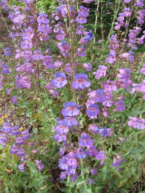 The showy penstemon aka penstemon spectabilis, native to southern California, are fast and easy to grow. They attract several animals, perfect to use in a hummingbird, butterfly, and bee garden! They are drought tolerant and able to survive in dryer weather with little moisture.