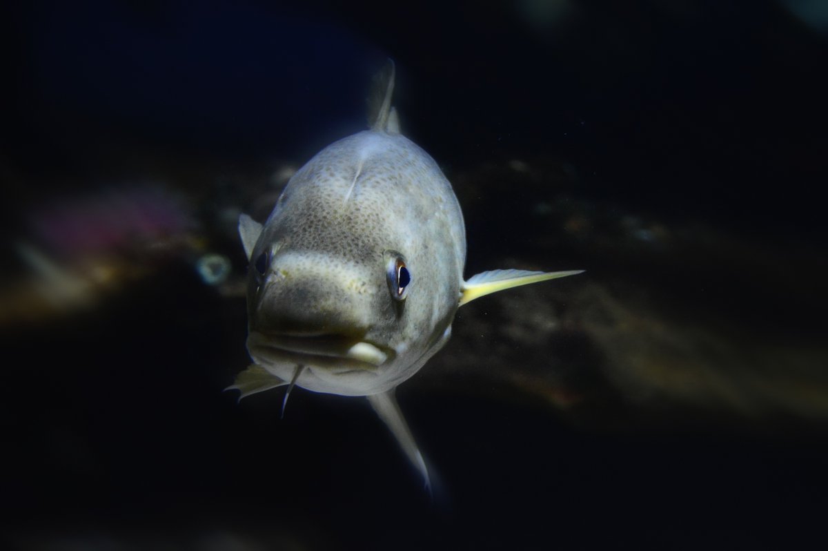 Excited to announce PhD opportunity!

Acoustic telemetry, diet analyses, and more to link Atlantic cod movement and diets to various local metrics of marine biodiversity! 

Partners: <a href="/GMRI/">GMRI</a> <a href="/NHSeaGrant/">NH Sea Grant</a> <a href="/ShoalsMarineLab/">Shoals Marine Lab</a> <a href="/neracoos/">NERACOOS</a> 

See link for full details:
fishmovementecolab.wixsite.com/fureyfmelab/po…
