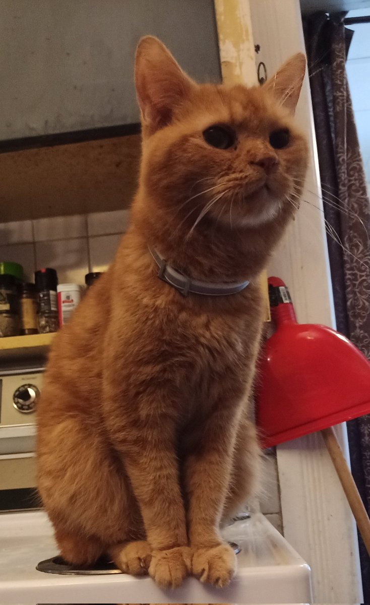 #CatsofTwittter