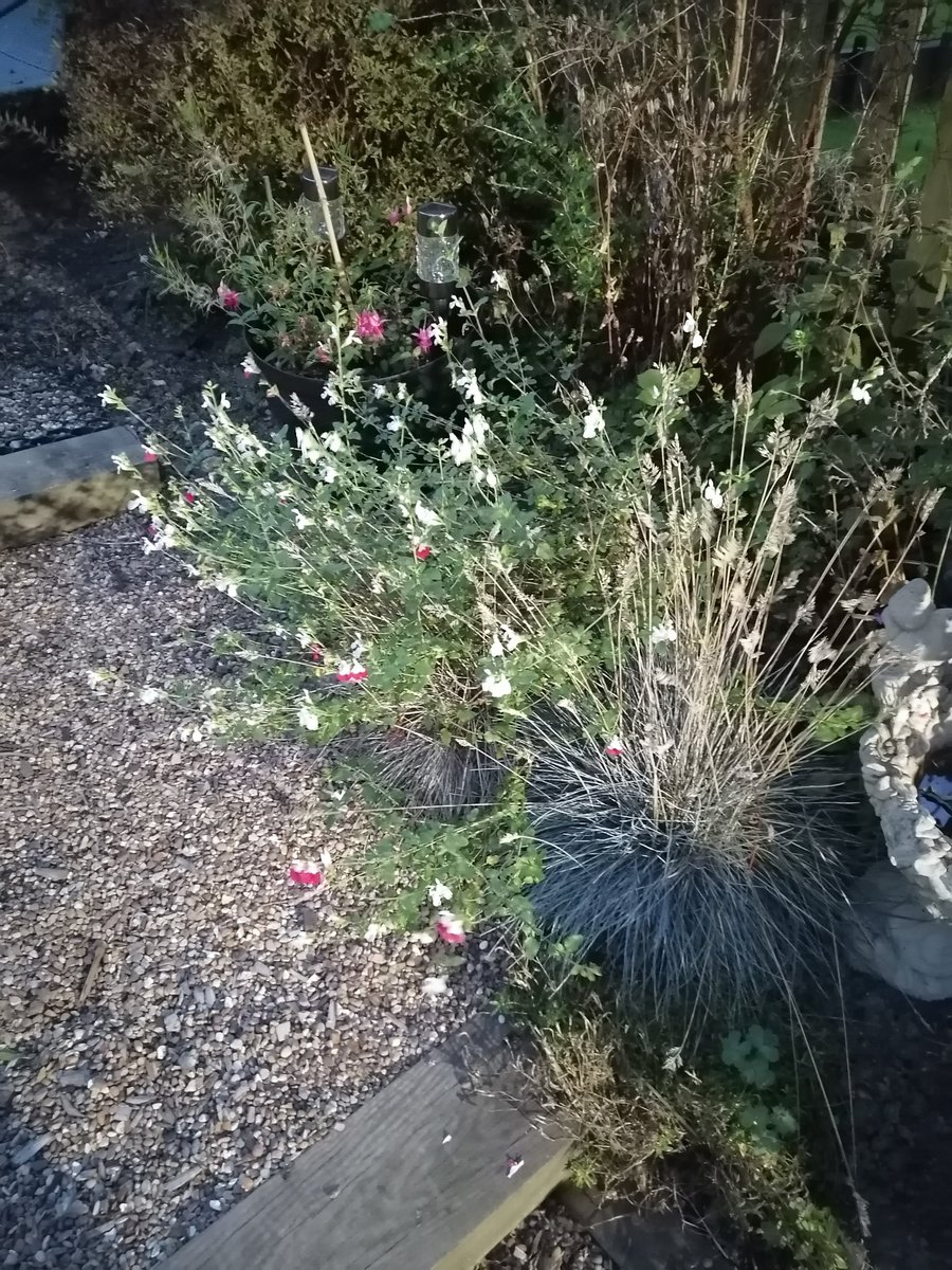 bazzie1967's tweet photo. #NHS1000MILES #nhs1000miles #NHS1000 #YTD 1845 #MILES #MTD 258 MILES #Walking #exercise #keepingfit #mentalhealth #NHSactive πππΆββοΈπββοΈποΈβοΈπ«οΈ https://t.co/dhMQpfE4tp