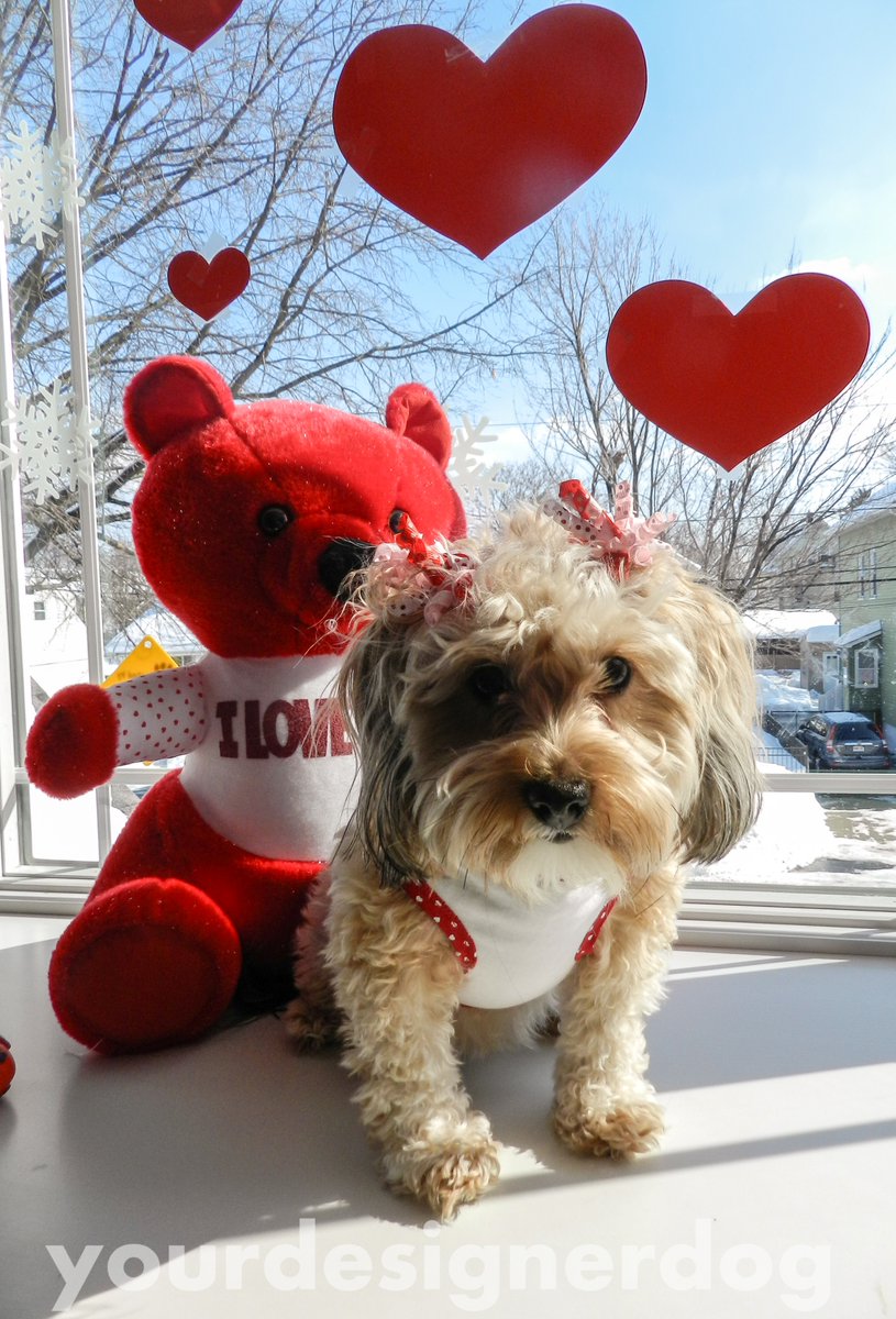 yourdesignerdog's tweet photo. Happy Valentineโs Day! https://t.co/yd6vmu5pdZ #blog #cute #designerdogs #doglovers #dogowner #doggyinthewindow #dogs #love https://t.co/iNecViMcWQ