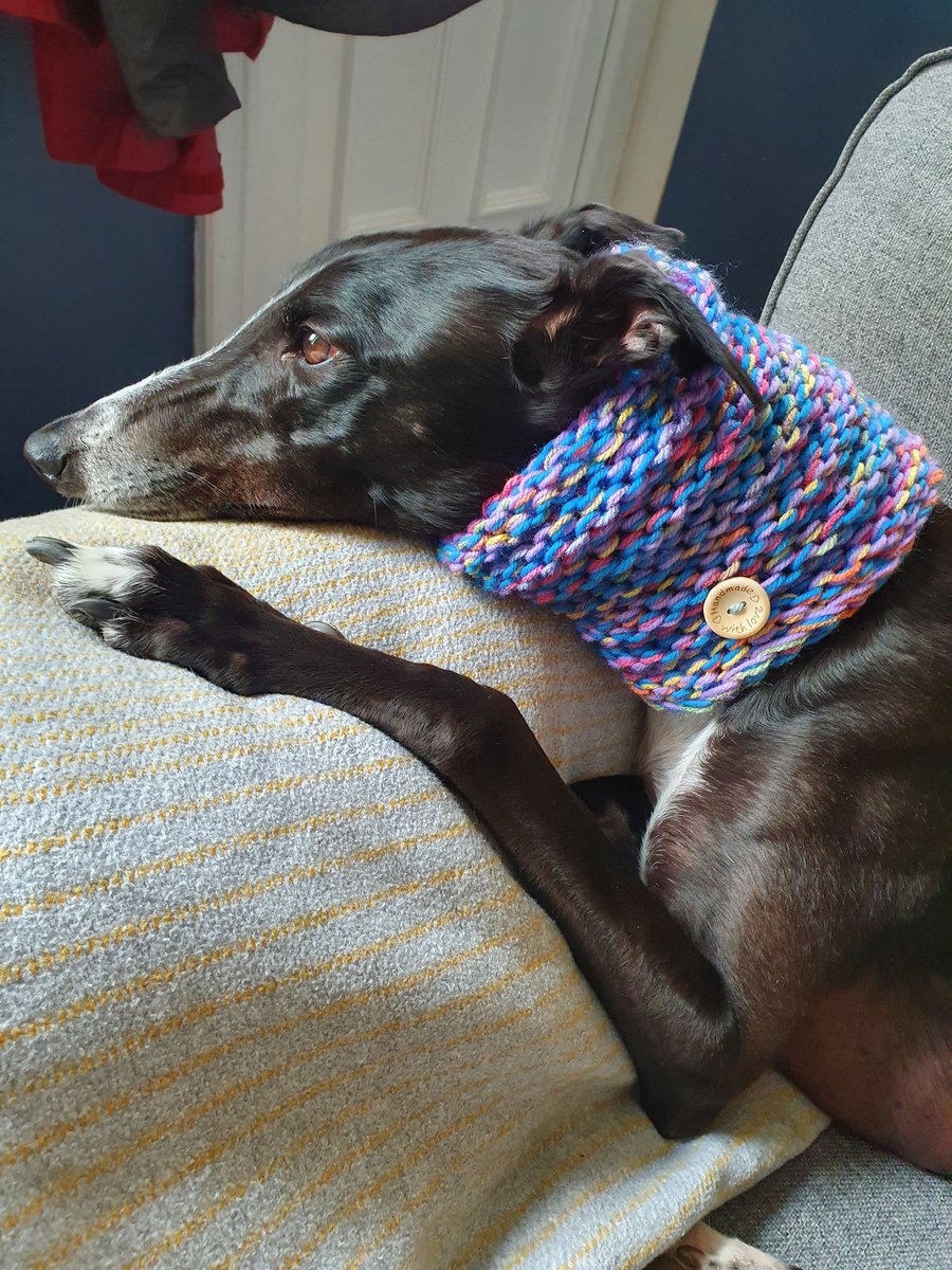 Today we bought the dog a snood. Whatever next...