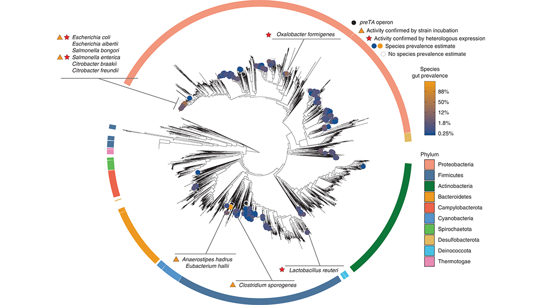 Anti-cancer fluoropyrimidine drugs have antibacterial effects on the gut microbiome, and these drugs can be metabolized by gut bacteria via conserved pathways also found in mammalian hosts, according to a <a href="/NatureMicrobiol/">Nature Microbiology</a> paper. go.nature.com/3UxiuZb
