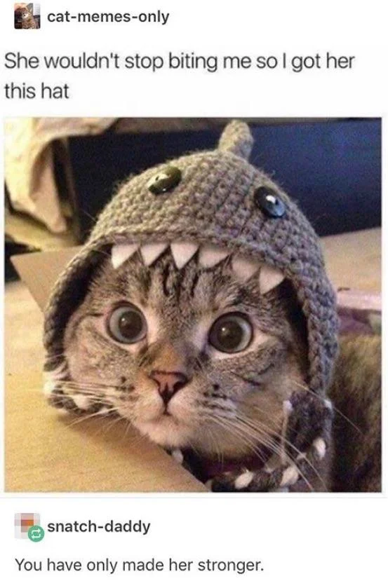 WholesomeMemes (@wholesomememe) on Twitter photo 