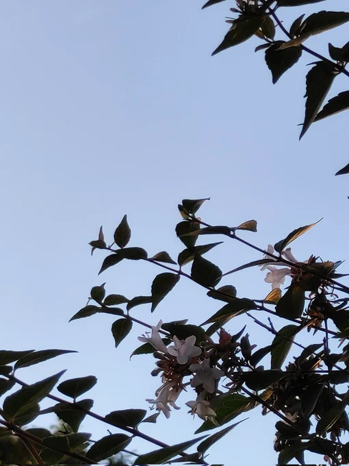 もう1回、おはようです٩(๑❛ᴗ❛๑)۶やはり朝は、空か、花の写真が、気持ちいいかな?って、撮ってきましたよん      #イマソラ 
