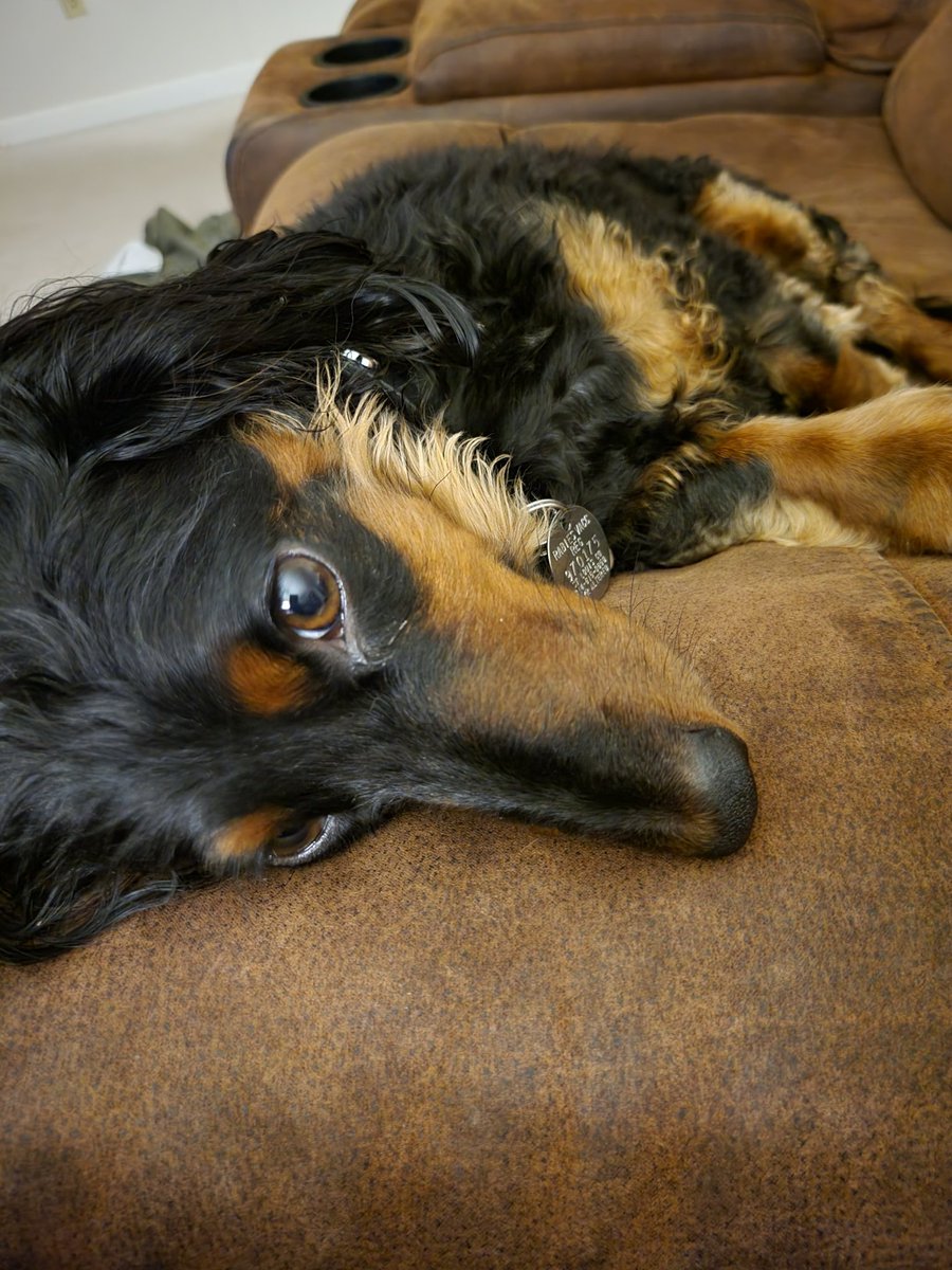 Jerricus1's tweet photo. @JoJoFromJerz ...my little guy, Wallace https://t.co/u1nFo0rOt4