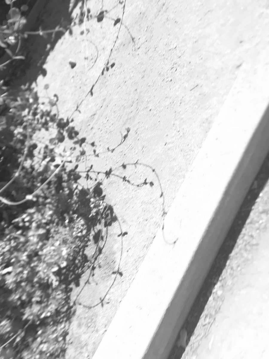 Maddantics (@pedxing66botley) on Twitter photo 