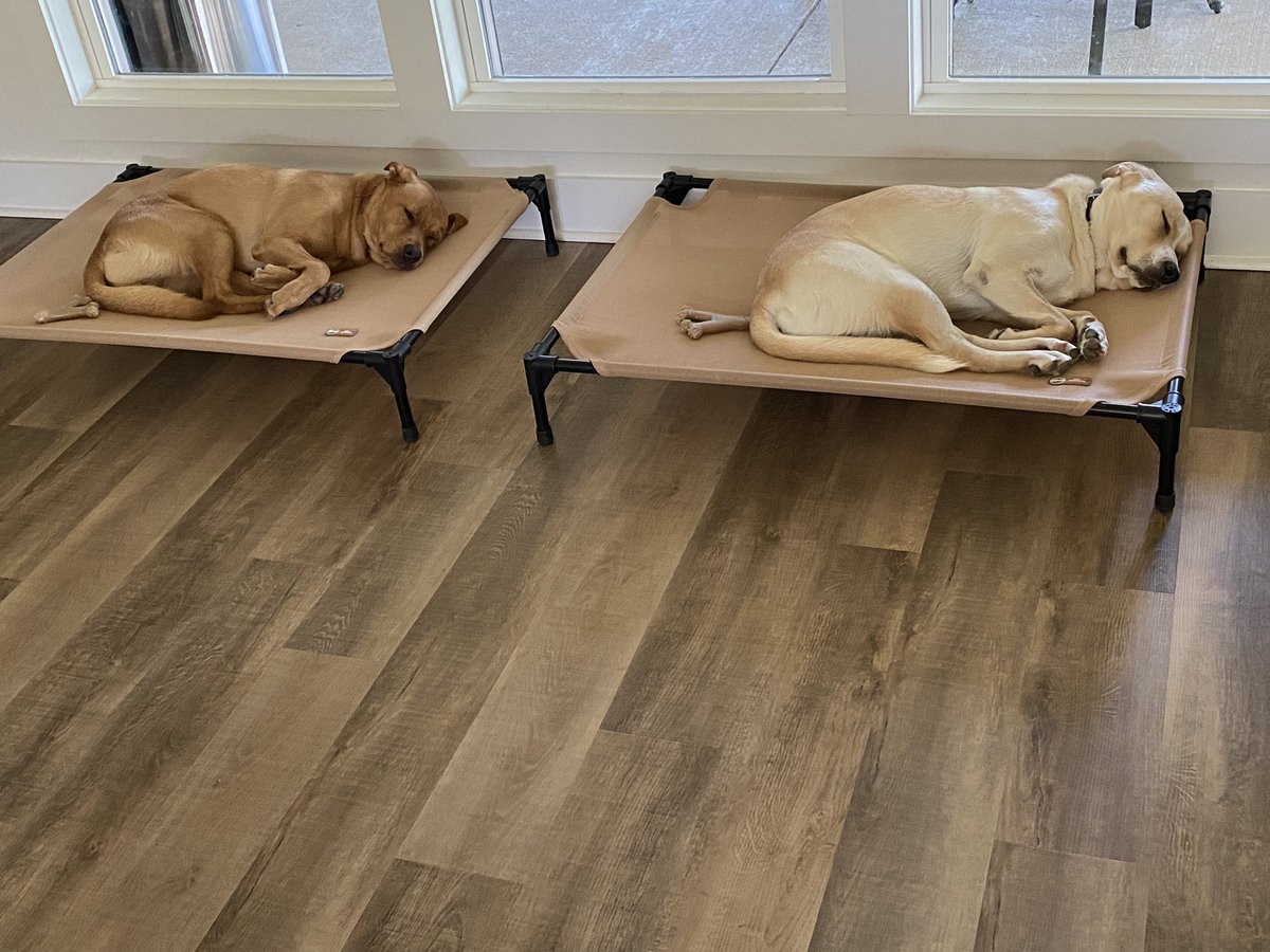 MaxChester21's tweet photo. Sunday naps! 🐶💙🐾 #MaxChester 

#MORNINGDREAM #brothers #copperlab #yellowlab #DogsOnTwitter #DogsofTwittter #dogs #labrador #labradorretriever #dream #Naptime #SweetDreams #SleepyHeads #sleep https://t.co/r1XBv22YTF