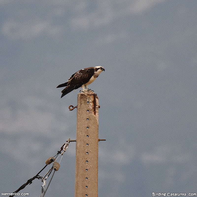 Un fin de semana con muchas aves en el Delta del Ebro, y muchas actividades. Esta semana os iré contando algunas cosas más 😜
@DeltaBirdingF #dbf22 #deltabirdingfestival