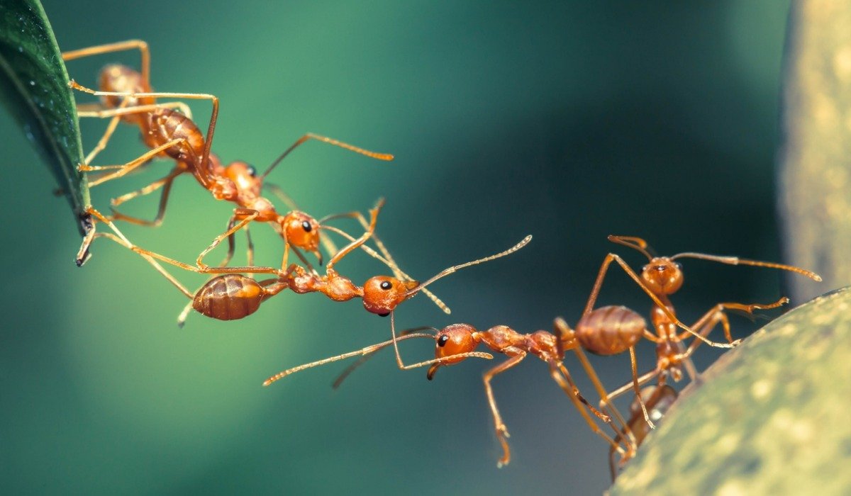 #HistoryNoticias Calcularon cuántas hormigas hay en el planeta y el número es tan grande que resulta 'inimaginable'. latam.historyplay.tv/naturaleza/cal…