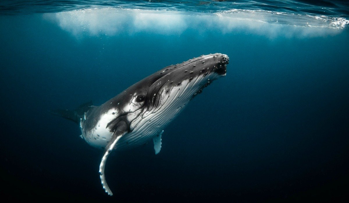 #HistoryNoticias Afirman que las ballenas usan señales similares al código Morse. latam.historyplay.tv/naturaleza/afi…