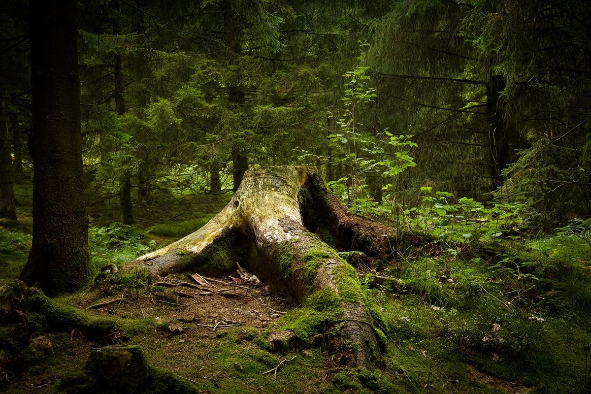How amazing is nature. When I saw this tree stump it felt magical #tree #photography #nature #magical