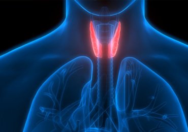 🔴 HİPOTİROİDİ 'de....
Sadece TSH yüksek diye ilaç dozu AR-TI-RIL-MAZ...

➖️Son günlerde THS yüksek diye, levotiroksin içeren
▪︎Levotiron
▪︎Euthyrox
▪︎Tefor
Gibi ilaclarin dozunu artirma hatası yapılıyor...

📌Önce kısaca sistemi yazayım..
➡️Hipotalamus TRH salgılıyor..