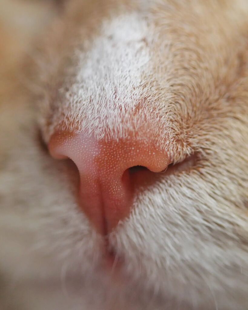 ChaiCatCR's tweet photo. Nariz de Tigre 🐯

@boopmynose feat. @chaicatcr

#Chai #ChaiCat #Gatos #gatogordo #gatochai #boopmynose #boop #BigCats #Tiger #Tigers #naranja #gatosdeig #narizdegato #narizdetigre #tigres #tigre #gatitos #BigCatsOfInstagram #BigCats #chaic… https://t.co/iXrpedS0Sj https://t.co/Q2l0a39NRD