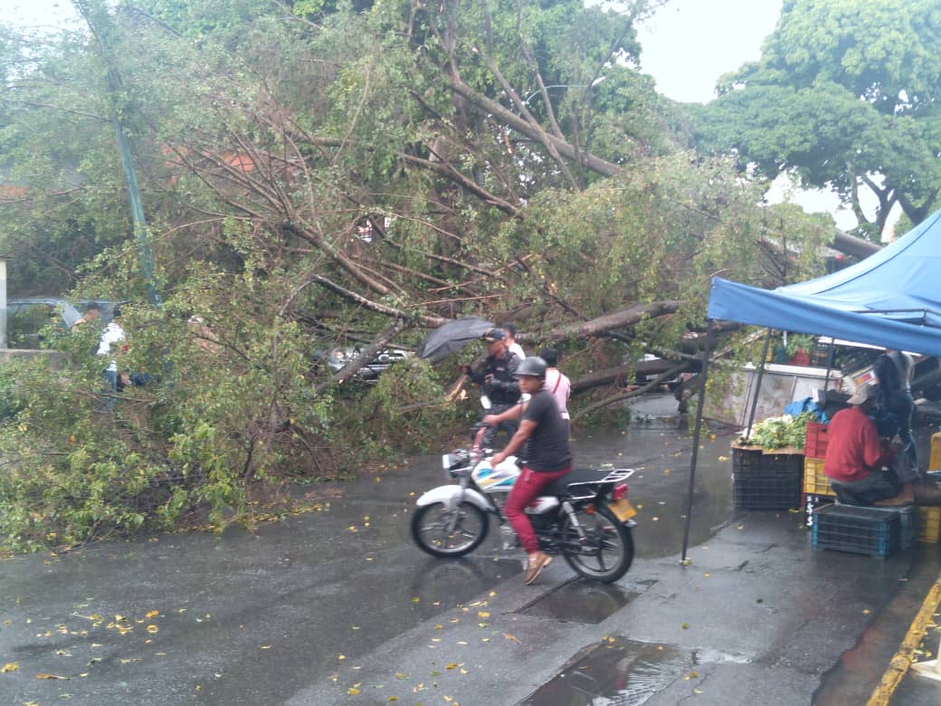 FMCENTER's tweet photo. #25Septiembre | Reportan en Santa Mónica la caída de varios árboles. Tomar previsiones quienes circulan por dicho sector. 03:05p.m 

Vía - @LaCaliforniaSi

 https://t.co/priVowbBTc