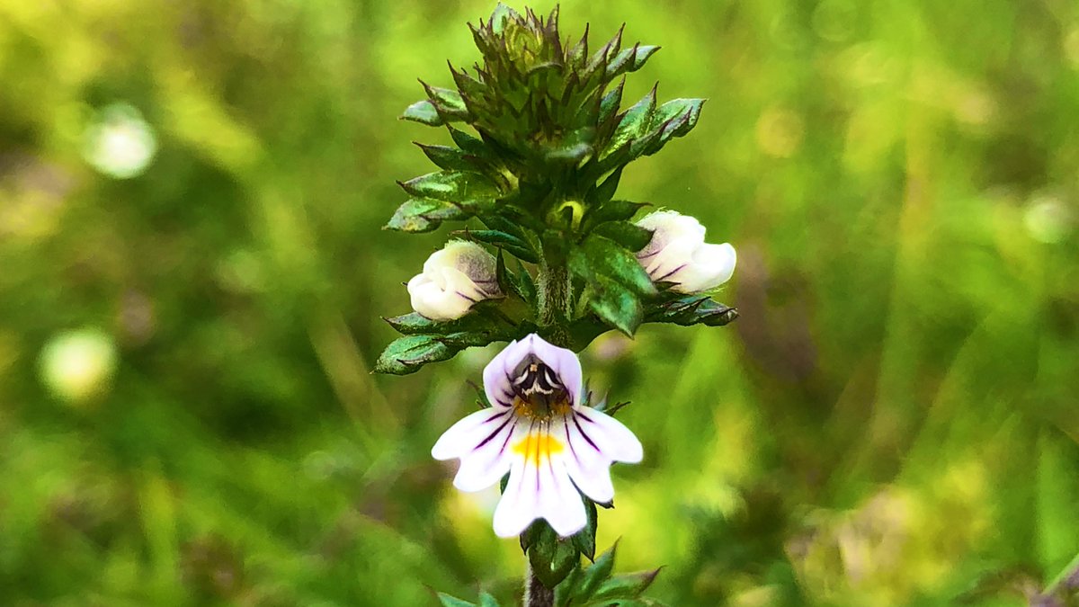 Such a small delicate flower that is easily missed and when you look closely at the detail and the intricacy of the petals, look and admire the complexity of the natural world

Eyebright remarkably still in flower

<a href="/wildflower_hour/">wildflowerhour</a> 
<a href="/BSBIbotany/">BSBI: Botanical Society of Britain & Ireland</a> 
#wildflowerhour